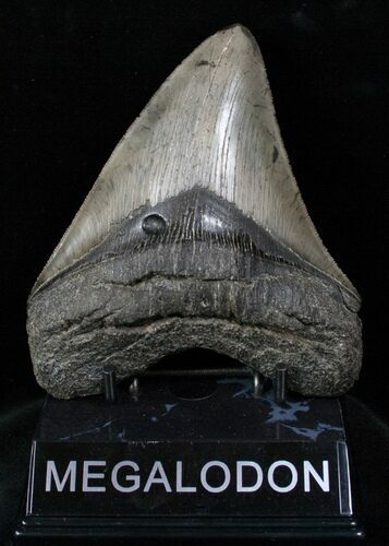 Wide Megalodon Tooth - Sharp Serrations #13024